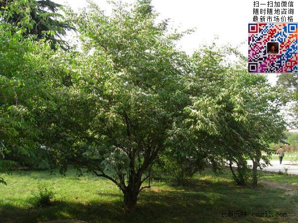 結紅果實的落葉觀賞灌木金銀木