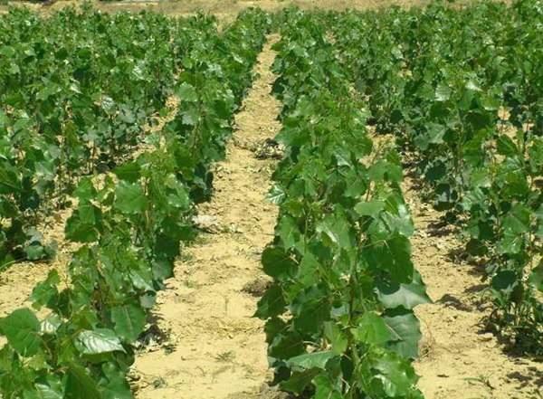 楊樹苗的批發(fā)價(jià) 楊樹苗的批發(fā)價(jià)