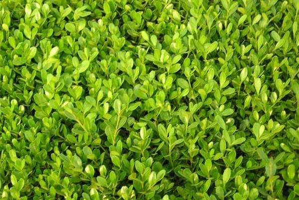 小葉黃楊圖片 小葉黃楊圖片