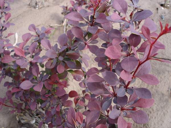 紅葉小檗小苗 紅葉小檗小苗