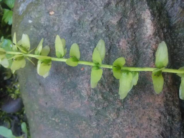 楓楊樹(shù)圖片賞析