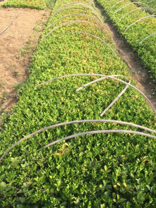 大葉黃楊扦插苗 大葉黃楊扦插苗