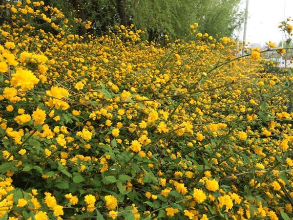 棣棠花的花語是什么？