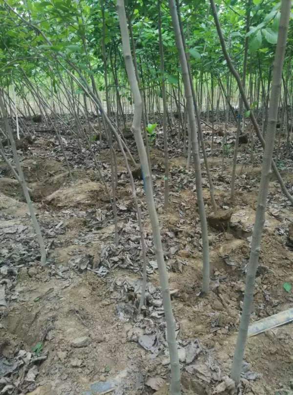 4公分白玉蘭 4公分白玉蘭