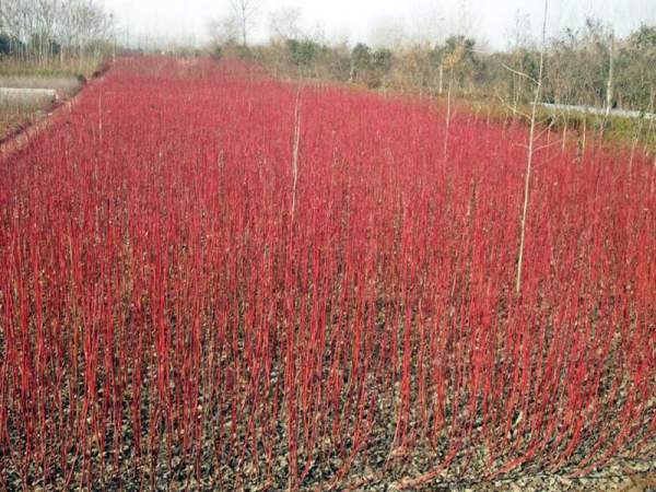 紅瑞木可以用來做綠籬嗎？