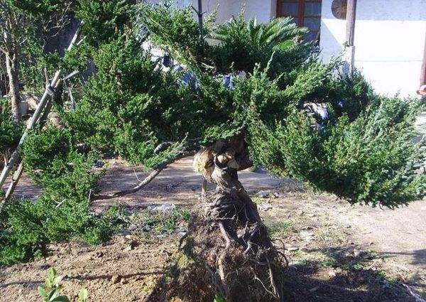地柏造型 地柏造型