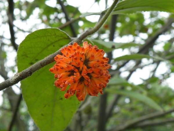 構(gòu)樹(shù)的果實(shí)能吃嗎？