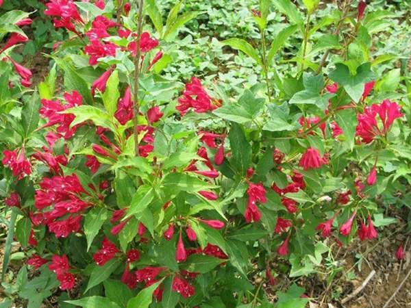 紅王子錦帶價格大幅上漲,存量不足是主因