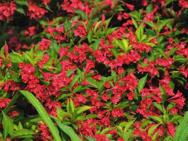 紅王子錦帶價格大幅上漲,存量不足是主因