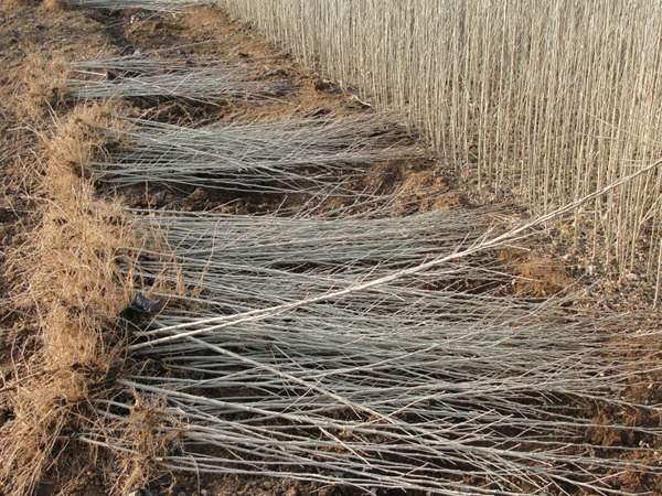 綠化苗木起苗出圃都有哪些注意事項？