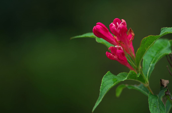 紅王子錦帶花--長景園林 紅王子錦帶花--長景園林