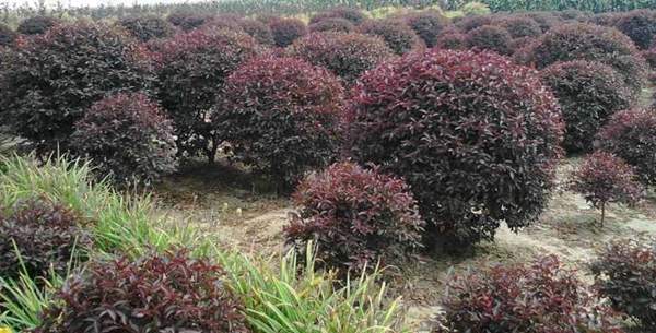 球形的紫葉李 球形的紫葉李