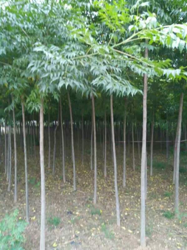 米徑3公分4公分5公分6公分苦楝樹(shù)圖片 米徑3公分4公分5公分6公分苦楝樹(shù)圖片