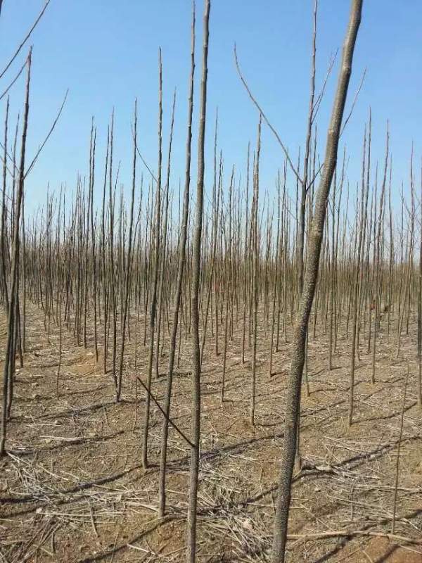 米徑3公分4公分5公分6公分苦楝樹(shù)圖片 米徑3公分4公分5公分6公分苦楝樹(shù)圖片