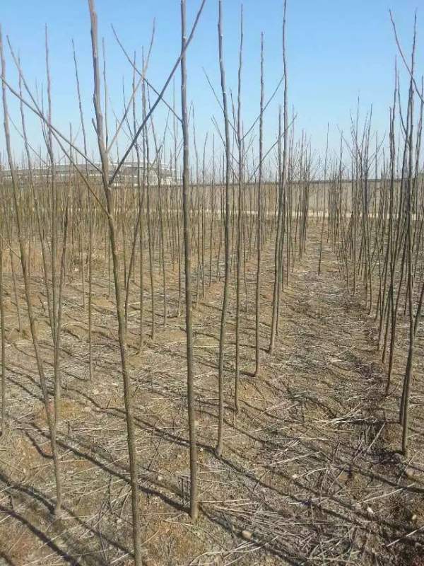 米徑3公分4公分5公分6公分苦楝樹(shù)圖片 米徑3公分4公分5公分6公分苦楝樹(shù)圖片