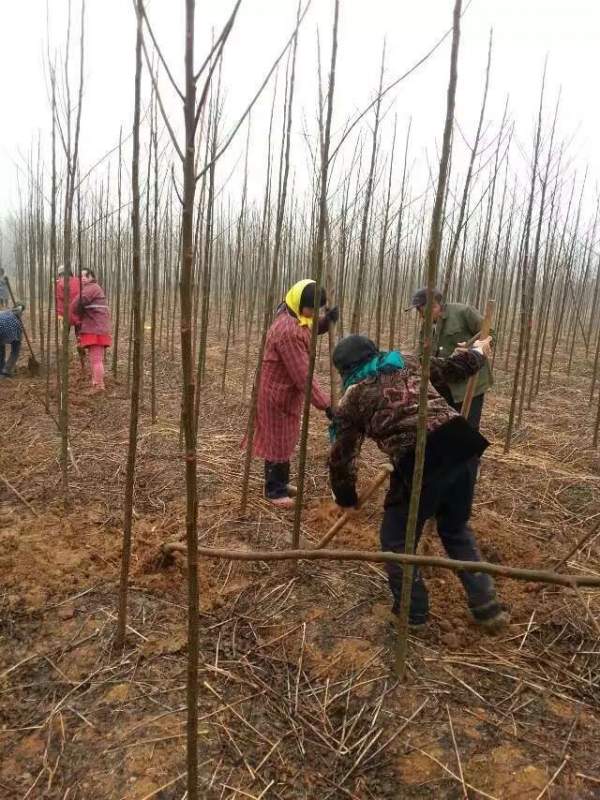 米徑3公分4公分5公分6公分苦楝樹(shù)圖片 米徑3公分4公分5公分6公分苦楝樹(shù)圖片