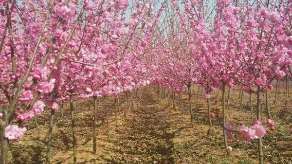 重瓣榆葉梅-長景園林