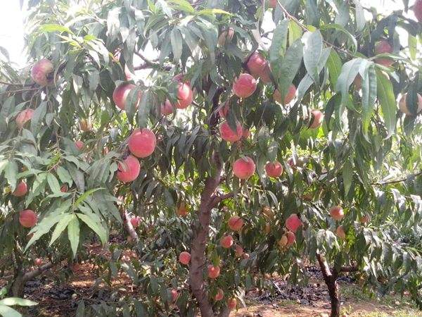 想知道桃樹結果多的秘訣嗎？