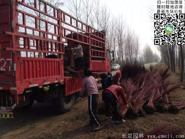 紅瑞木基地--長(zhǎng)景園林