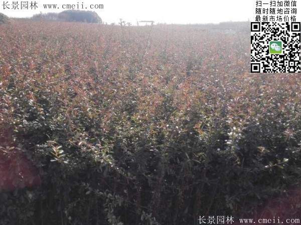 火棘--長景園林 火棘--長景園林