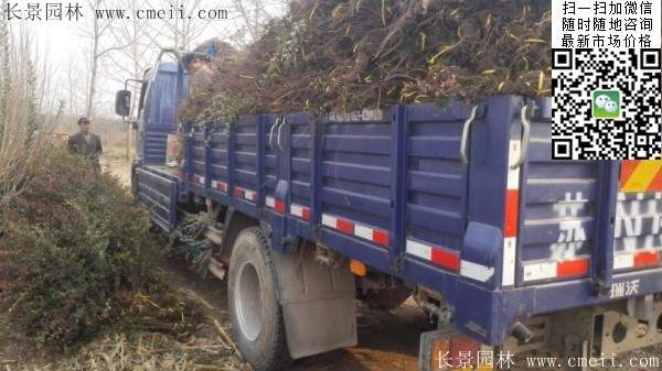 火棘--長景園林 火棘--長景園林