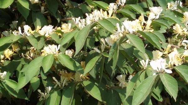 金銀木只要看一眼就迷上了，不信你就看看