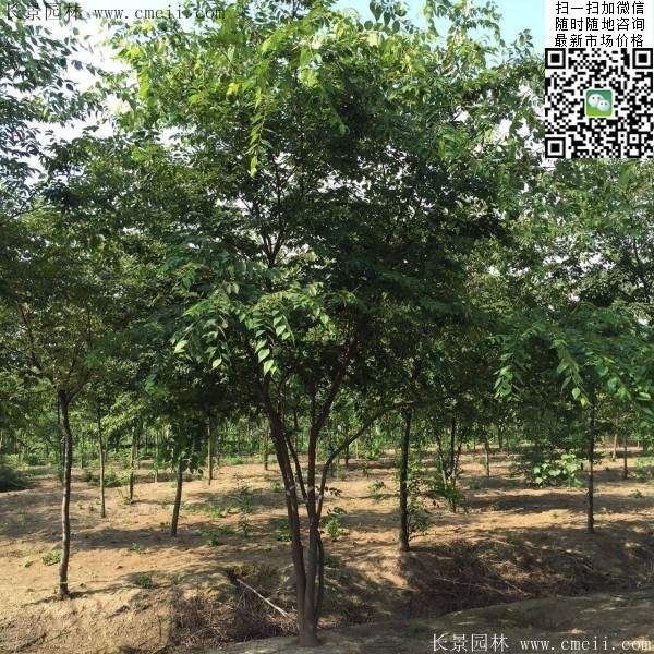 沭陽櫸樹基地照 沭陽櫸樹基地照