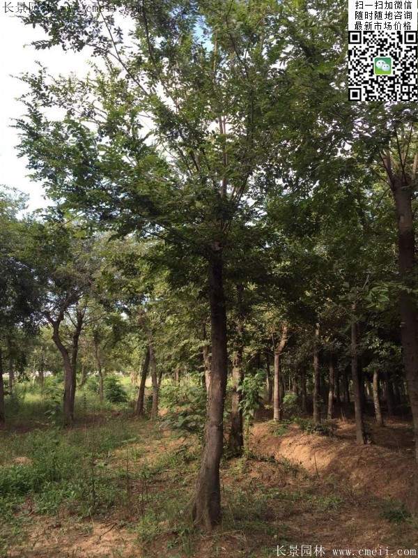 沭陽櫸樹基地照 沭陽櫸樹基地照