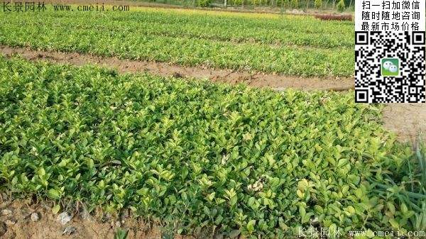 衛(wèi)矛--長景 衛(wèi)矛--長景