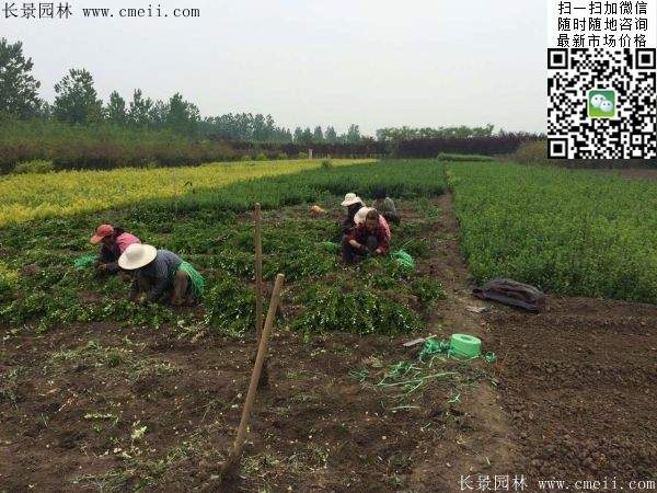 衛(wèi)矛--長景 衛(wèi)矛--長景