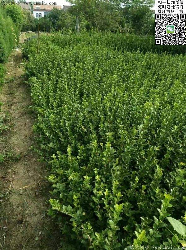 衛(wèi)矛--長景 衛(wèi)矛--長景