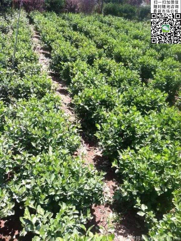 衛(wèi)矛--長景 衛(wèi)矛--長景