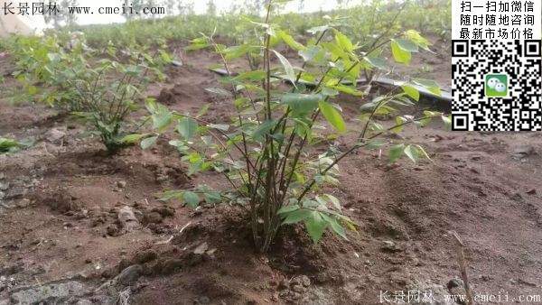 衛(wèi)矛--長景 衛(wèi)矛--長景