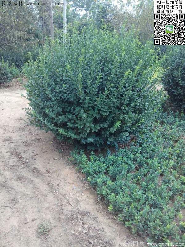 衛(wèi)矛--長景 衛(wèi)矛--長景