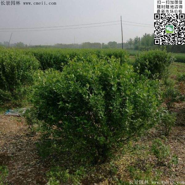 衛(wèi)矛--長景 衛(wèi)矛--長景