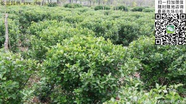 衛(wèi)矛--長景 衛(wèi)矛--長景