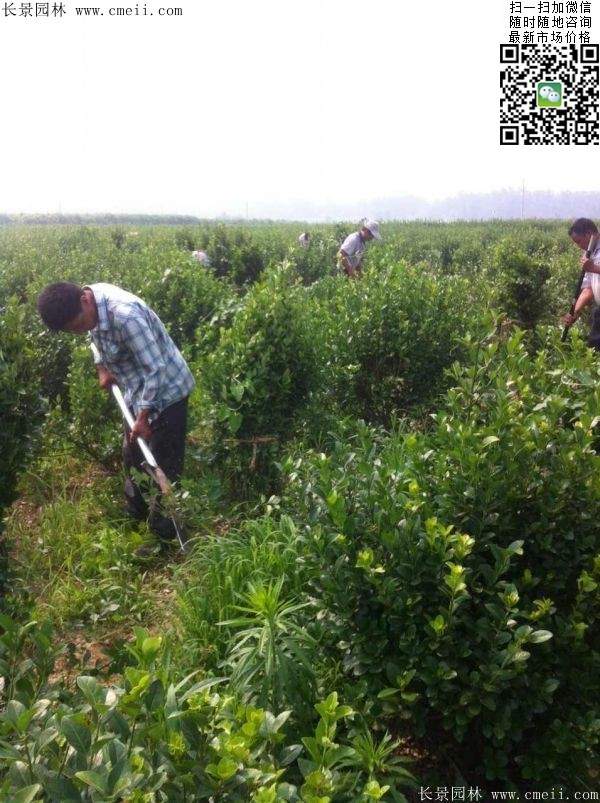 衛(wèi)矛--長景 衛(wèi)矛--長景