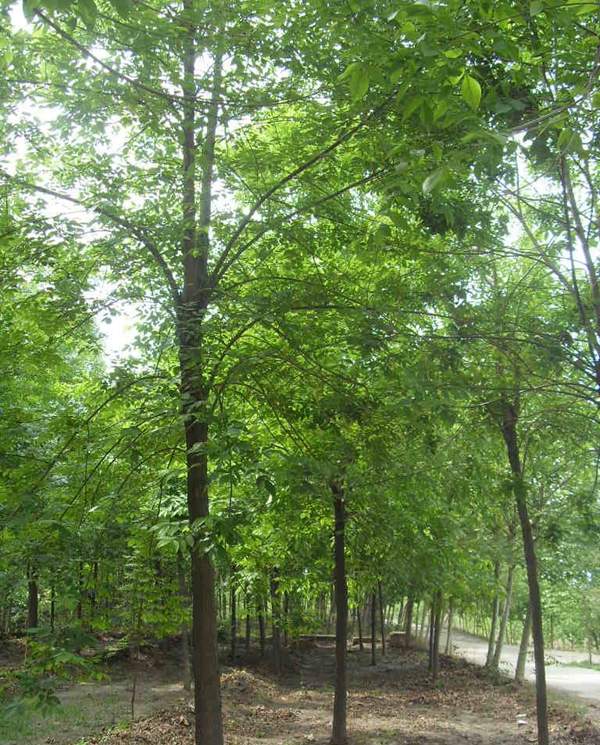 苦楝苗，苦楝樹