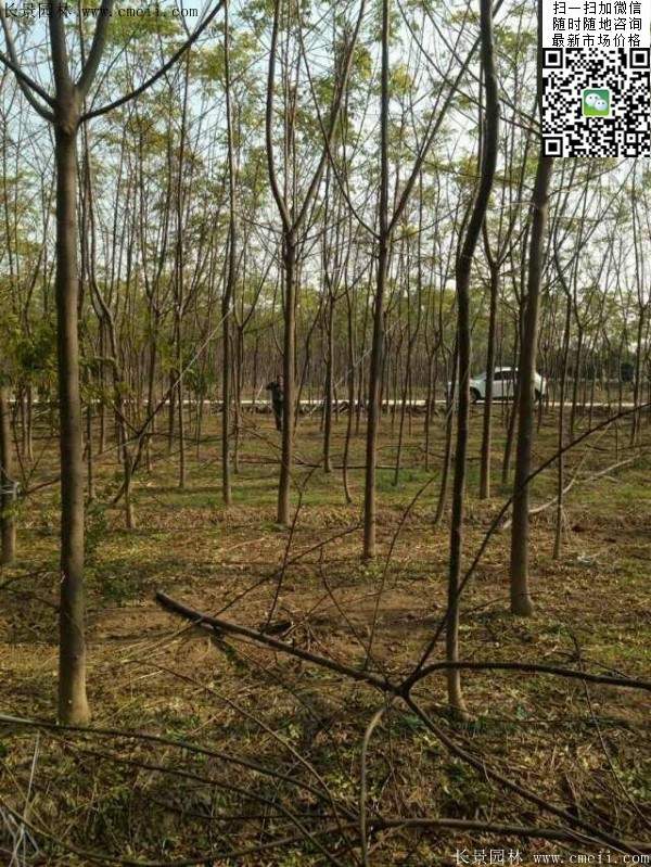 苦楝苗，苦楝樹