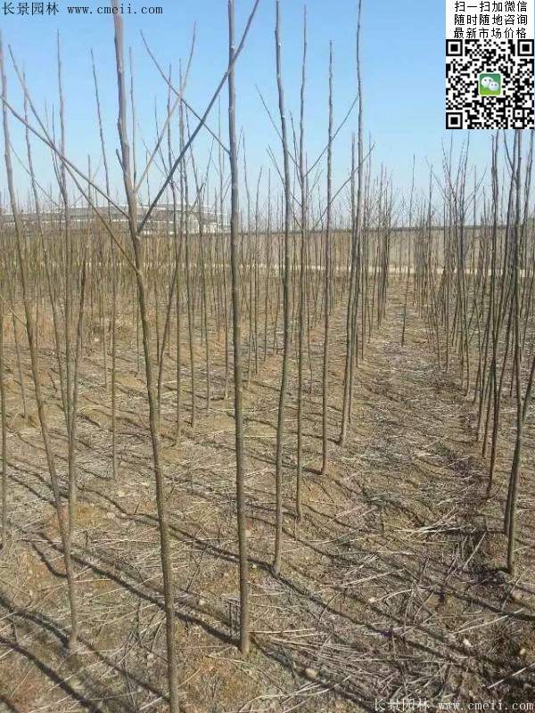 苦楝苗，苦楝樹