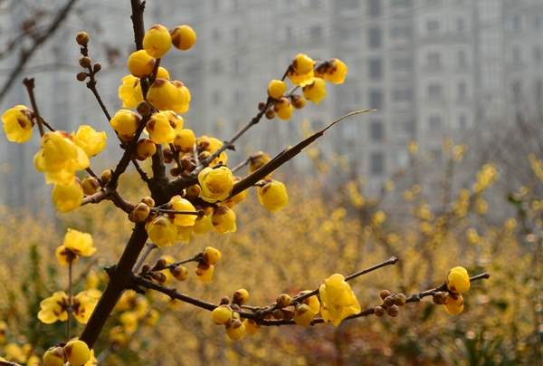華東臘梅樹批發(fā)