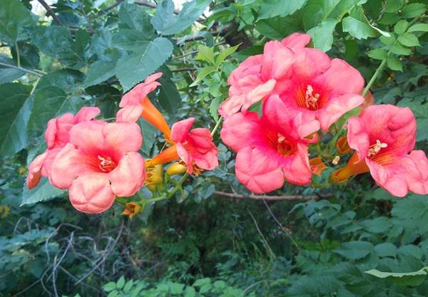 凌霄花保養