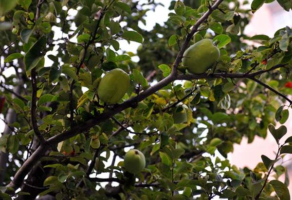 沭陽的木瓜樹 沭陽的木瓜樹