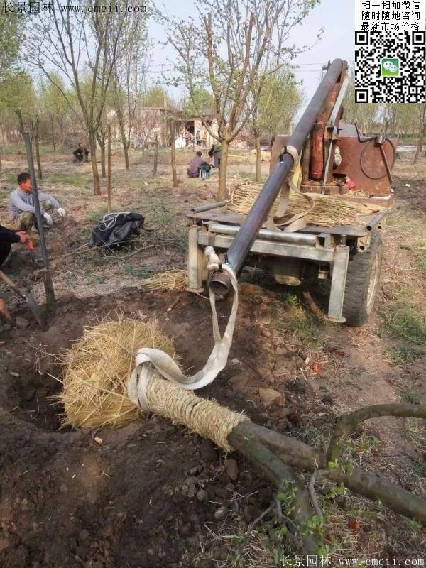 木瓜大樹 木瓜大樹