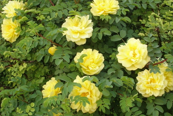 薔薇基地 薔薇基地