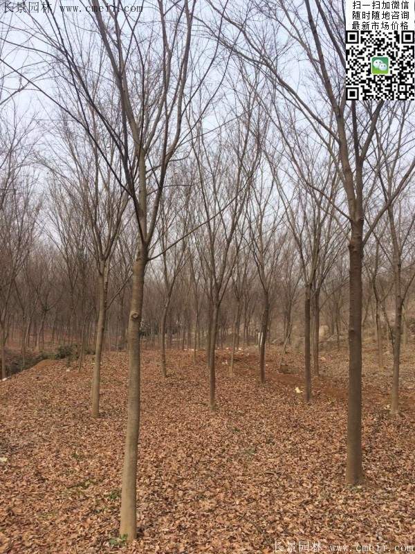 便宜的櫸樹(shù)