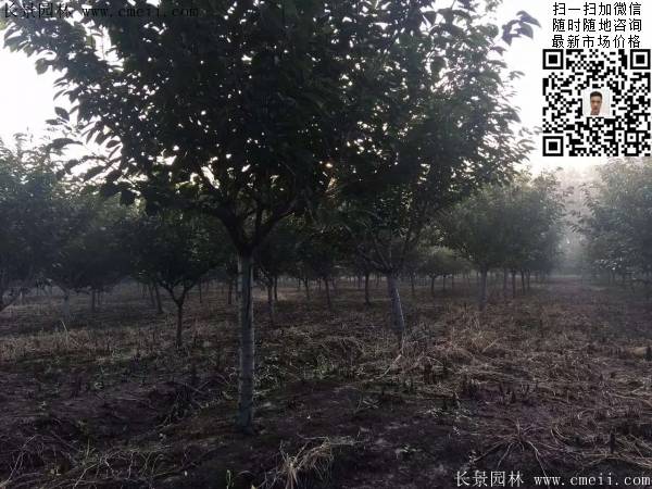 沭陽大規格的櫻花樹