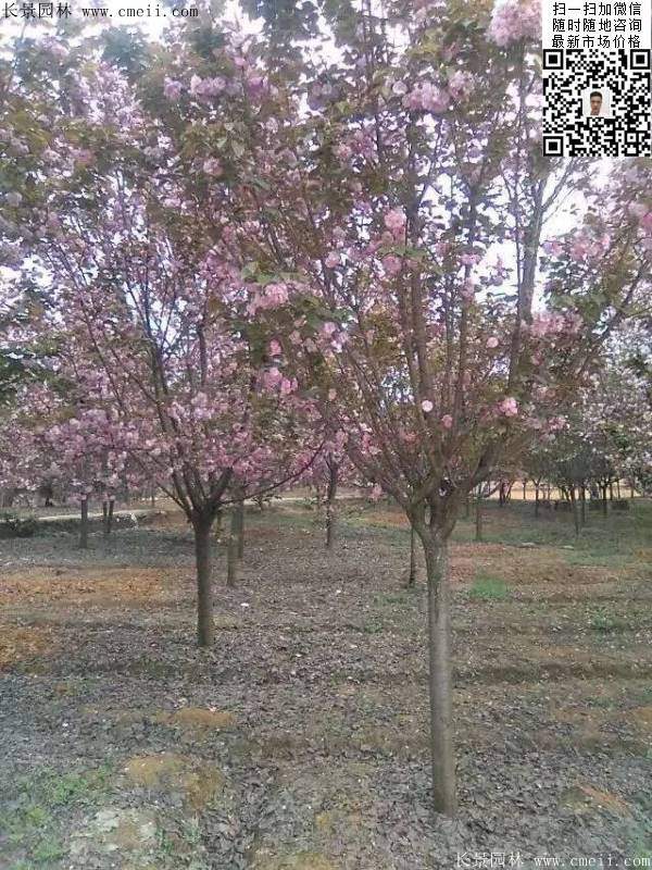 沭陽大規格的櫻花樹