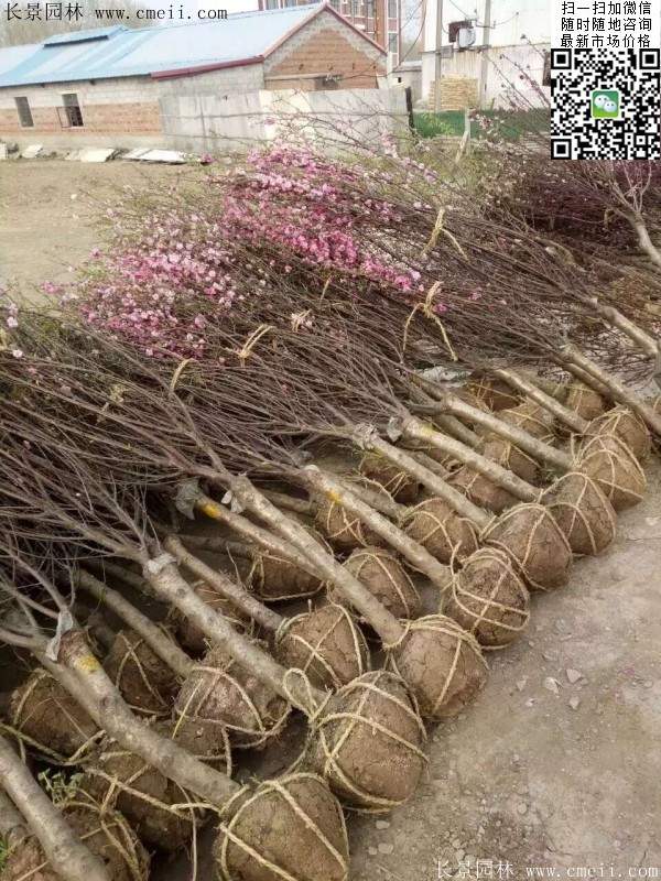 沭陽榆葉梅的價(jià)格