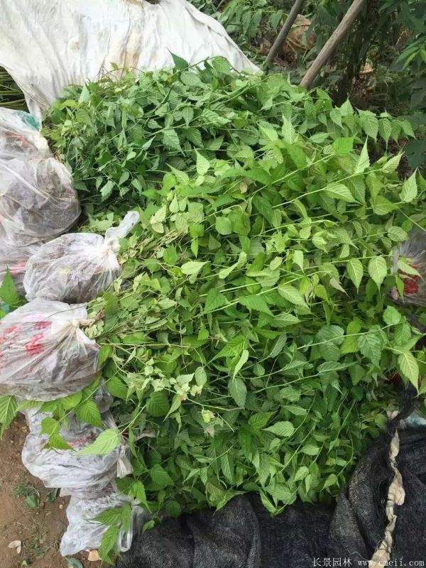 江蘇棣棠花價格